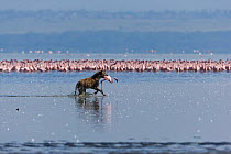 Spotted hyena (Crocuta crocuta) with Lesser flamingo (Phoenicopterus minor) it has just caught, Lake Nakuru, Kenya