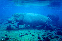 Hippopotamus (Hippopotamus amphibius) underwater, Mzima Springs, Tsavo West national park, Kenya. Vulnerable species.