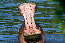 Hippo (Hippopotamus amphibius) male yawning, mouth wide open, Masai-Mara Game Reserve, Kenya. Vulnerable species.