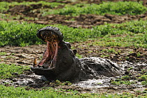 Hippo (Hippopotamus amphibius) male yawning during a mud bath, Masai-Mara Game Reserve, Kenya. Vulnerable species.