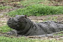 Hippo (Hippopotamus amphibius) male in mud bath, Masai-Mara Game Reserve, Kenya. Vulnerable species.