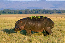 Hippo (Hippopotamus amphibius) male eating at daytime covered with water lettuces (Pistia stratiotes), Masai-Mara Game Reserve, Kenya. Vulnerable species.