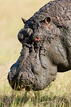 Hippo (Hippopotamus amphibius) male after a a mud bath, Masai-Mara Game Reserve, Kenya. Vulnerable species.
