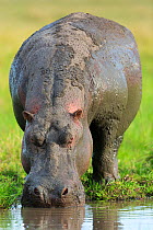 Hippo (Hippopotamus amphibius) male drinking after mud bath, Masai-Mara Game Reserve, Kenya. Vulnerable species.