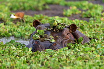 Hippo (Hippopotamus amphibius) male in water amongst (Pistia stratiotes) Masai-Mara Game Reserve, Kenya. Vulnerable species.