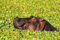 Young hippo (Hippopotamus amphibius) amongst  water lettuces (Pistia stratiotes) Masai-Mara Game Reserve, Kenya. Vulnerable species.