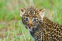 Leopard (Panthera pardus) cubs 1 months, Masai-Mara Game Reserve, Kenya