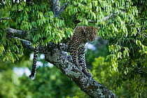 Leopard (Panthera pardus) female in tree, near the Talek river, Masai-Mara Game Reserve, Kenya