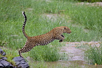 Leopard (Panthera pardus) female crossing the Talek river, Masai-Mara Game Reserve, Kenya