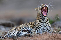 Leopard (Panthera pardus) female yawning, Masai-Mara Game Reserve, Kenya