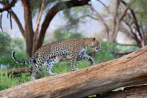 Leopard (Panthera pardus) female walking on fallen tree trunk, Samburu game reserve, Kenya
