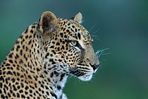Leopard (Panthera pardus) female head portrait, Samburu game reserve, Kenya