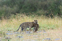 Leopard (Panthera pardus) female carrying its dead cub killed by a male, Masai-Mara Game Reserve, Kenya