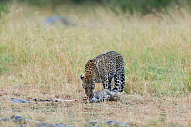 Leopard (Panthera pardus) female with its dead cub killed by a male, Masai-Mara Game Reserve, Kenya