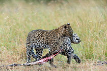 Leopard (Panthera pardus) female carrying its cub killed by a male, Masai-Mara Game Reserve, Kenya