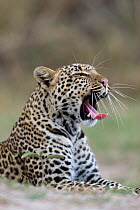 Leopard (Panthera pardus) juvenile aged 8/9 months, yawning, Masai-Mara Game Reserve, Kenya