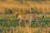 Leopard (Panthera pardus) female, Masai-Mara Game Reserve, Kenya