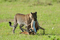 Leopard (Panthera pardus) female, carrying a Thomson's gazelle (Eudocas thomsoni) she just killed, Masai-Mara Game Reserve, Kenya