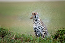 Leopard (Panthera pardus) female shaking off water after the rain, Masai-Mara Game Reserve, Kenya