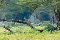 Leopard (Panthera pardus) male climbing on fallen tree,, Nakuru national park, Kenya