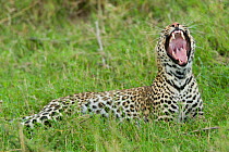 Leopard (Panthera pardus) yawning, Masai-Mara Game Reserve, Kenya