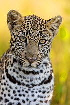 Leopard (Panthera pardus) young male, portraits, Masai-Mara Game Reserve, Kenya