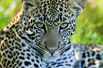 Leopard (Panthera pardus) young male portrait, Masai-Mara Game Reserve, Kenya
