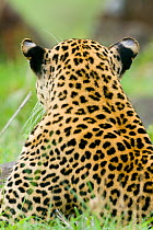 Leopard (Panthera pardus) male rear view, Masai-Mara Game Reserve, Kenya