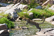 Leopard (Panthera pardus) female crossing the Talek river, Masai-Mara Game Reserve, Kenya. Sequence 1/2