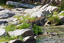 Leopard (Panthera pardus) female crossing the Talek river, Masai-Mara Game Reserve, Kenya.  Sequence 2/2