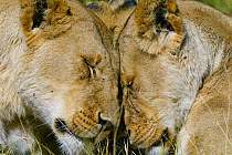 Lioness (Panthera leo)s from a pride, Masai-Mara Game Reserve, Kenya