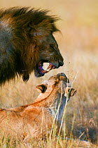 Lion (Panthera leo) mating, Masai-Mara Game Reserve, Kenya. Vulnerable species.