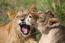 Lioness (Panthera leo) nuzzling up to another female of the pride, Masai-Mara Game Reserve, Kenya. Vulnerable species.