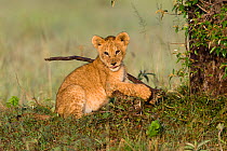 Lion (Panthera leo) cub, Masai-Mara Game Reserve, Kenya. Vulnerable species.