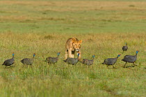 Lion (Panthera leo) young male watching a procession of Helemeted guineafowl (Numida meleagris), Masai-Mara Game Reserve, Kenya. Vulnerable species.