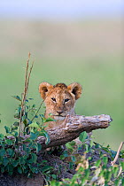 Lion (Panthera leo) cub, Masai-Mara Game Reserve, Kenya. Vulnerable species.
