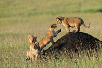 Lion (Panthera leo) cubs playing on termite mound, Masai-Mara, Kenya. Vulnerable species.