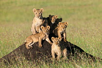 Lion (Panthera leo) cubs sitting on termite mound, Masai-Mara, Kenya. Vulnerable species.