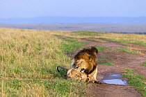 Lion (Panthera leo) biting female as he mates with her, Masai-Mara Game Reserve, Kenya. Vulnerable species.