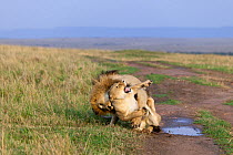 Lion (Panthera leo) male biting female as he mates with her and she tries to escape, Masai mara, Kenya. Vulnerable species.