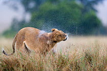 Lioness (Panthera leo) shaking water off after the rain, Masai-Mara Game Reserve, Kenya