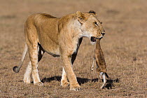 Lioness (Panthera leo) bringing a newborn Thomson's gazelle (Eudorcas thomsoni) to her cubs, Masai-Mara Game Reserve, Kenya