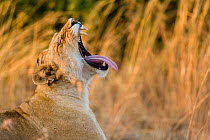 RF- Lioness (Panthera leo) yawning, Masai-Mara Game Reserve, Kenya. Vulnerable species. (This image may be licensed either as rights managed or royalty free.)