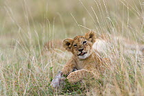 Lion (Panthera leo) cub portrait, Masai-Mara Game Reserve, Kenya. Vulnerable species.