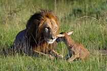 Lion (Panthera leo) male playing with a newborn topi before killing it (Damaliscus korrigum) Masai-Mara Game Reserve, Kenya. Vulnerable species.