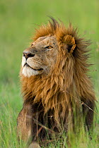 Lion (Panthera leo) male, Masai-Mara Game Reserve, Kenya. Vulnerable species.