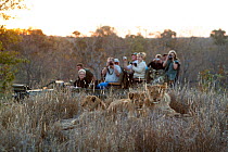 Tourists watching and photographing Lioness (Panthera leo) with cubs, Kruger national park, South Africa