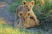 Lion (Panthera leo) cubs playing, Masai-Mara Game Reserve, Kenya. Vulnerable species.