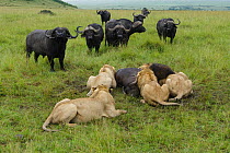Lion (Panthera leo) males feeding on buffalo (Syncerus caffer) with other buffalos watching. Masai Mara, Kenya, Vulnerable species.