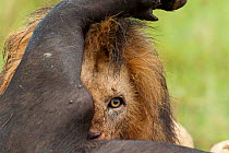 Lion (Panthera leo) male feeding on a buffalo (Syncerus caffer) Masai-Mara Game Reserve, Kenya. Vulnerable species.